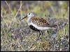 dunlin_67157