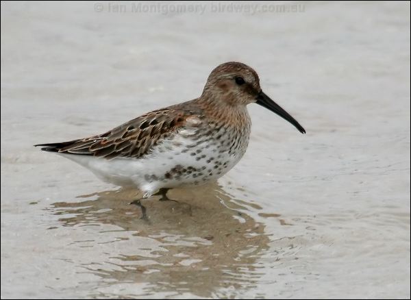 Dunlin dunlin_20458.jpg