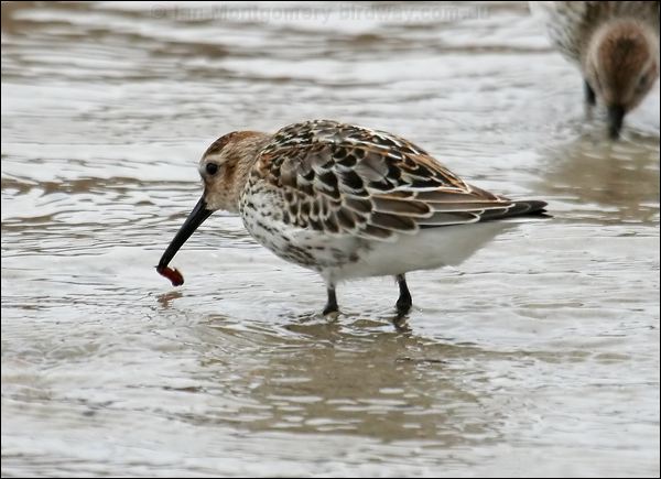 Dunlin dunlin_20465.jpg