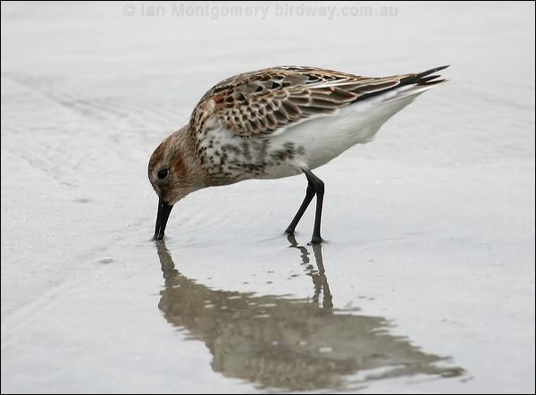 Dunlin dunlin_20520.jpg