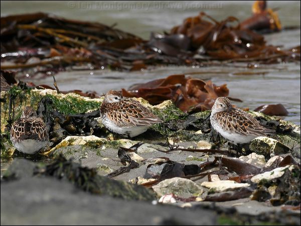 Dunlin dunlin_52482.jpg