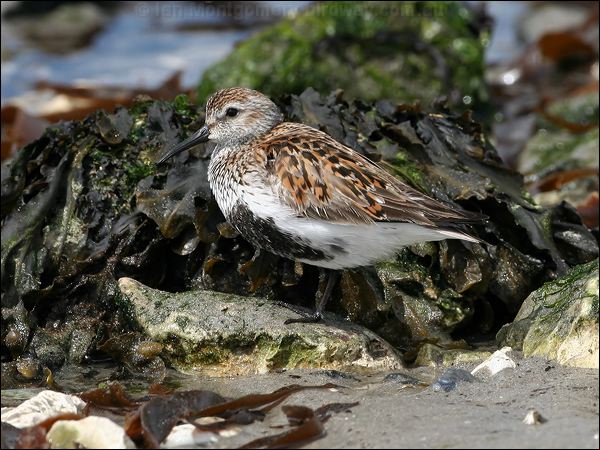 Dunlin dunlin_52493.jpg