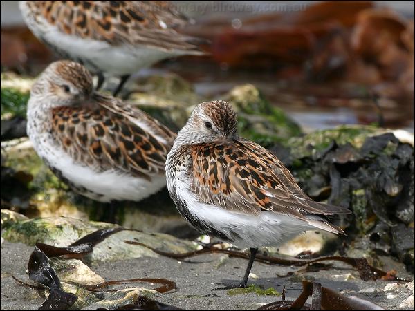 Dunlin dunlin_52499.jpg