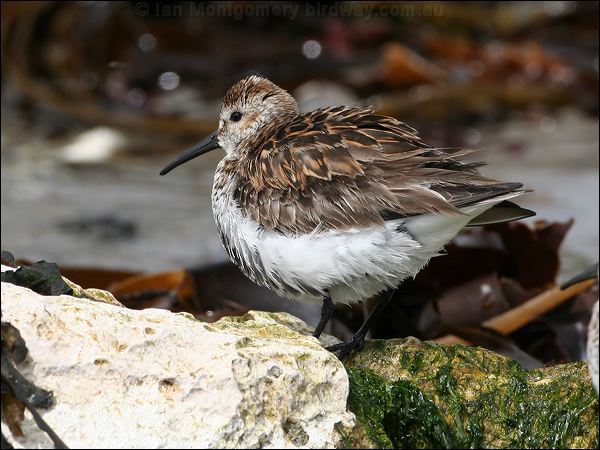 Dunlin dunlin_52503.jpg