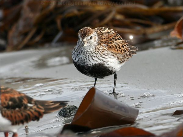 Dunlin dunlin_52552.jpg