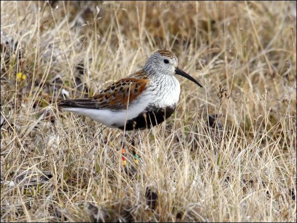 Dunlin dunlin_66354.jpg