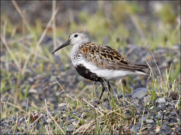 Dunlin dunlin_67157.jpg