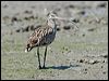 eastern_curlew_113577