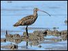 eastern_curlew_113587