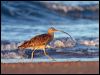 eastern_curlew_18249