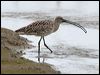 Click here to enter gallery and see photos of: New Zealand, Latham's, Swinhoe's, Common and Wilson's Snipe; Short-billed and Long-billed Dowitchers; Black-tailed, Bar-tailed and Marbled Godwit; Little, Eurasian, Long-billed and Eastern Curlew; Whimbrel; Spotted and Common Redshank; Common Greenshank; Marsh, Solitary, Wood, Terek, Common, Spotted, Western, Least, White-rumped, Pectoral, Sharp-tailed, Rock, Curlew and Broad-billed Sandpiper; Greater and Lesser Yellowlegs; Grey-tailed and Wandering Tattler; Willet; Ruddy Turnstone; Great and Red Knot; Sanderling; Little, Red-necked, Temminck's and Long-toed Stint; Dunlin; Ruff; Red-necked and Grey/Red Phalarope