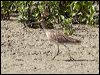 eastern_curlew_94105