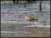 eastern_curlew_98815