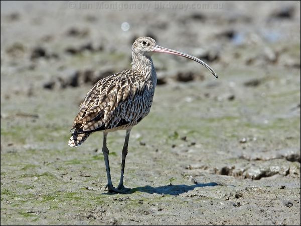 Far Eastern Curlew eastern_curlew_113577.psd
