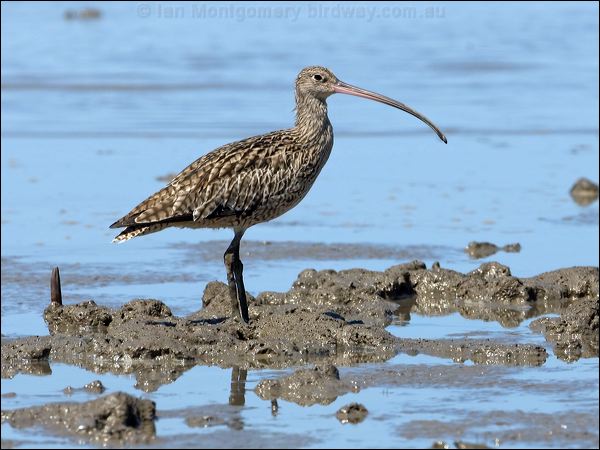 Far Eastern Curlew eastern_curlew_113587.psd