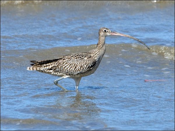 Far Eastern Curlew eastern_curlew_113883.psd