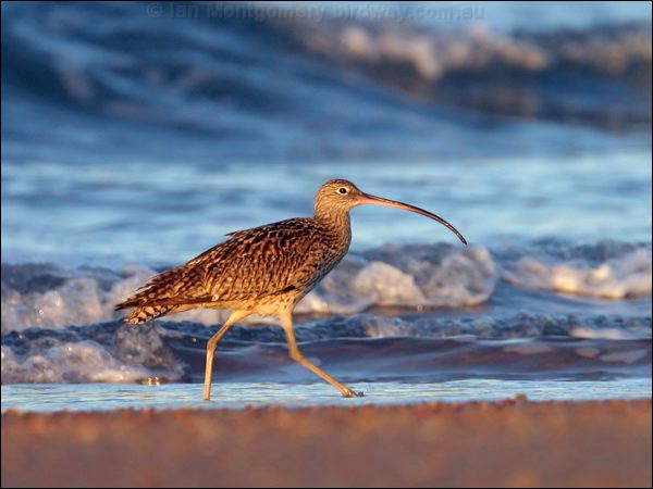 Far Eastern Curlew eastern_curlew_18249.psd