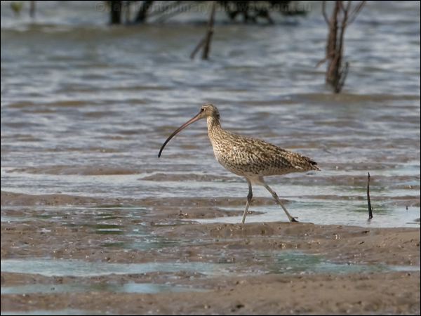 Far Eastern Curlew eastern_curlew_98815.psd