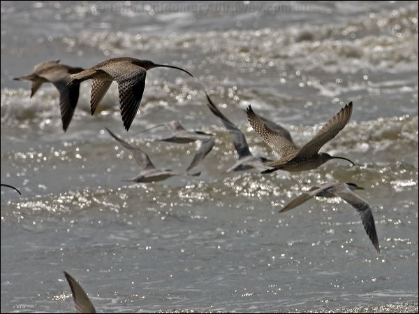 Far Eastern Curlew eastern_curlew_98821.psd