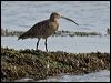 eurasian_curlew_140588