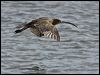 eurasian_curlew_140590