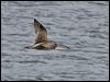 eurasian_curlew_140633