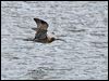 eurasian_curlew_140634