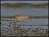 eurasian_curlew_140636
