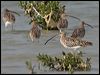 eurasian_curlew_150340