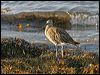 eurasian_curlew_19164