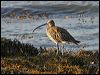 eurasian_curlew_19168