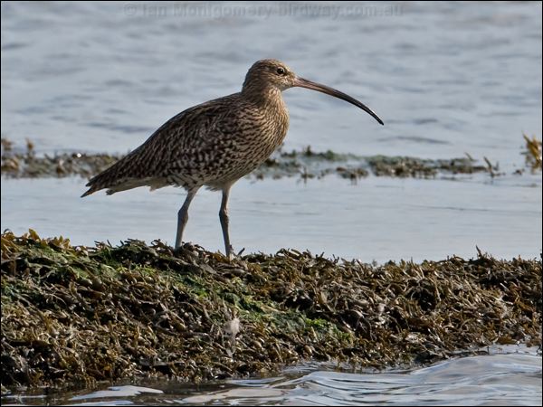 Eurasian Curlew eurasian_curlew_140588.psd