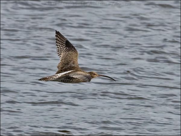 Eurasian Curlew eurasian_curlew_140633.psd