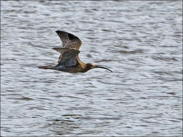 Eurasian Curlew eurasian_curlew_140634.psd