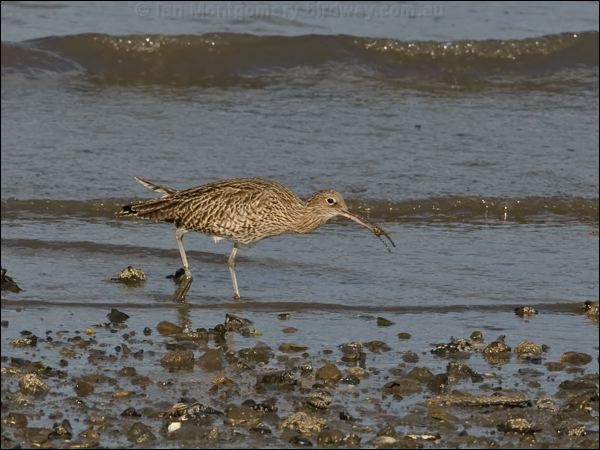 Eurasian Curlew eurasian_curlew_140636.psd