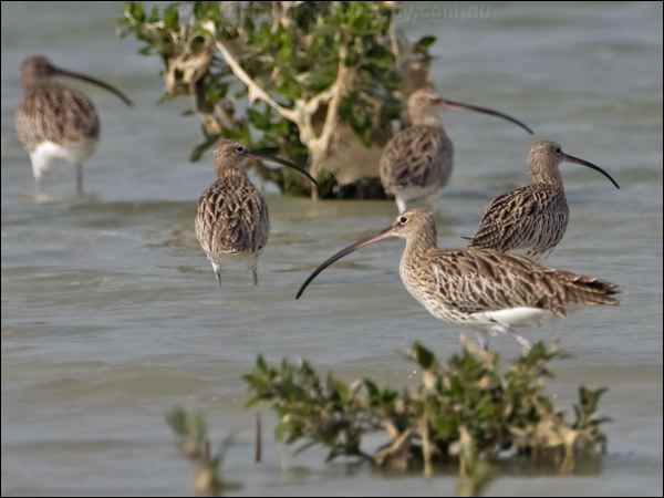 Eurasian Curlew eurasian_curlew_150340.psd
