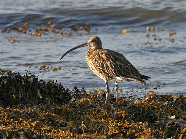 Eurasian Curlew eurasian_curlew_19168.jpg