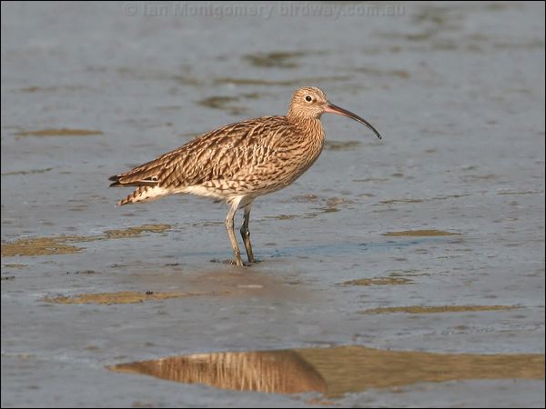 Eurasian Curlew eurasian_curlew_19697.jpg