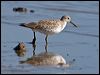 great_knot_113403