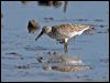 great_knot_113419