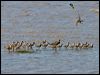 great_knot_113722