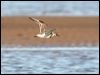 knot_great_41162