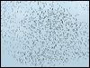 knot_great_58885