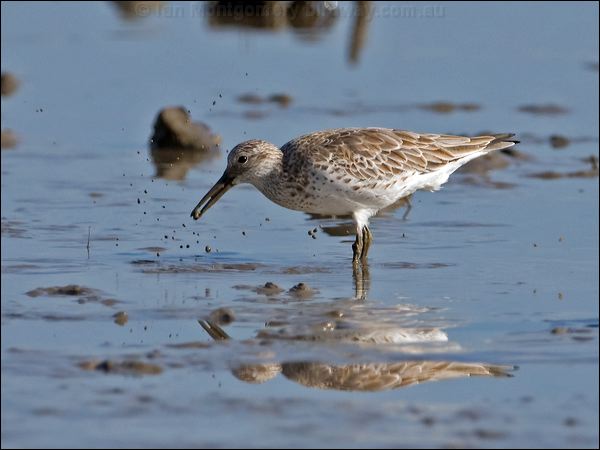 Great Knot great_knot_113419.psd