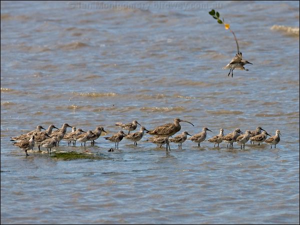 Great Knot great_knot_113722.psd