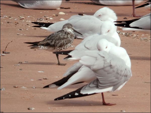 Great Knot knot_great_40033_2.jpg