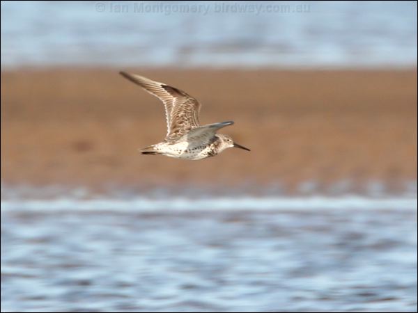 Great Knot knot_great_41162.jpg