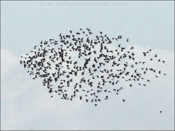 Great Knot knot_great_58889.jpg