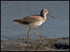 greater_yellowlegs_108691