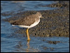 greater_yellowlegs_109830